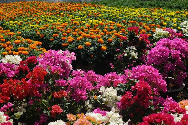 làng hoa sa đéc, tháng 1 nhớ đừng bỏ qua lễ hội làng hoa sa đéc miền tây nam bộ