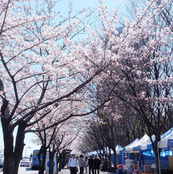 Điểm danh 5 lễ hội hoa anh đào nổi tiếng ở Hàn Quốc