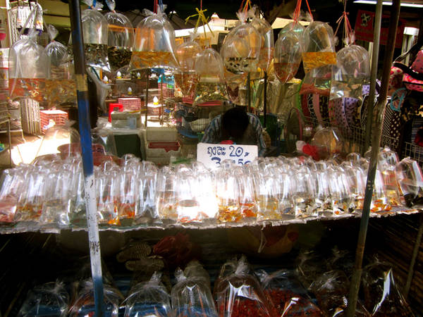 chợ chatuchak, du lịch bangkok, khách sạn bangkok, tour du lịch bangkok, bên trong chợ cá triệu đô tại bangkok