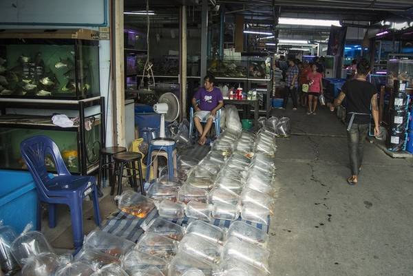 chợ chatuchak, du lịch bangkok, khách sạn bangkok, tour du lịch bangkok, bên trong chợ cá triệu đô tại bangkok