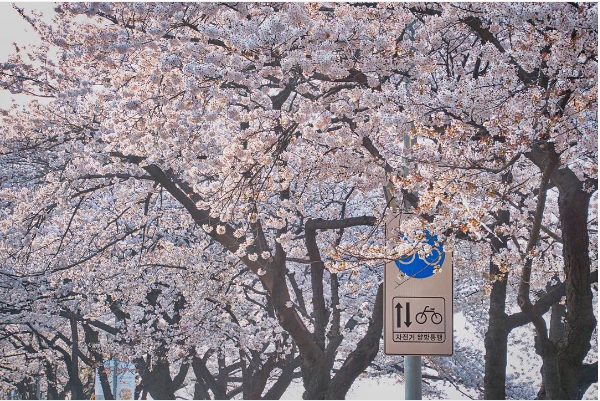 Đường Yunjungno điểm check-in hot nhất Seoul mùa hoa anh đào
