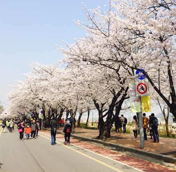 du lịch seoul, hòa anh đào seoul, khách sạn seoul, tour hàn quốc, điểm đến seoul, đường yunjungno, đường yunjungno điểm check-in hot nhất seoul mùa hoa anh đào