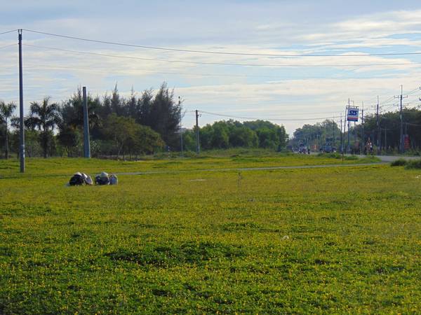 du lịch đồng nai, rừng cao su, điểm đến đồng nai, về nhơn trạch – đồng nai ngắm rừng cao su đang bắt đầu chuyển mùa thay lá