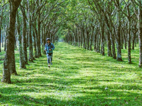 du lịch đồng nai, rừng cao su, điểm đến đồng nai, về nhơn trạch – đồng nai ngắm rừng cao su đang bắt đầu chuyển mùa thay lá