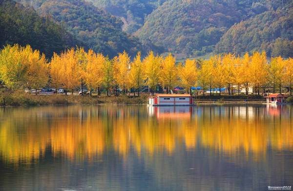 Cây ngân hạnh ‘nhuộm vàng’ mùa thu Hàn Quốc