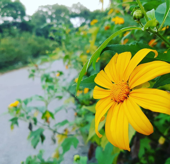 Bỏ qua Đà Lạt, ngay gần Hà Nội thôi bạn cũng có thể ngắm mùa hoa dã quỳ đẹp ngẩn ngơ