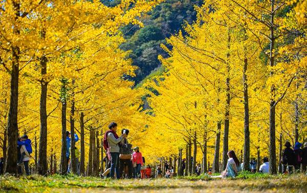 du lịch seoul, hàn quốc, khách sạn seoul, vườn ngân hạnh ở gangwon: điểm đến đẹp như mơ khi thu sang của hàn quốc