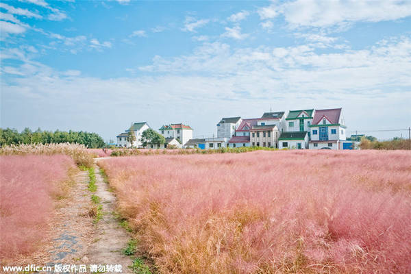 Cánh đồng cỏ hồng bồng bềnh như mây ở Trung Quốc