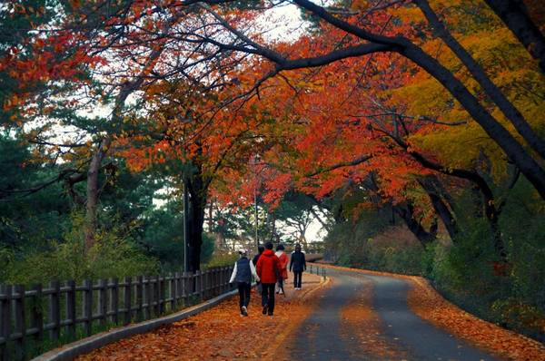du lịch seoul, hàn quốc, khách sạn seoul, vào thu rồi, rủ nhau làm một chuyến du lịch hàn quốc ngắm lá đỏ thôi nào?