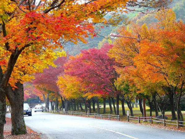 du lịch seoul, hàn quốc, khách sạn seoul, vào thu rồi, rủ nhau làm một chuyến du lịch hàn quốc ngắm lá đỏ thôi nào?