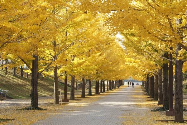 Mùa thu quyến rũ ở ‘vùng đất chết’ của Nhật Bản