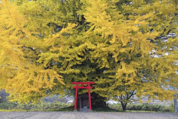 du lịch fukushima, fukushima, nhật bản, mùa thu quyến rũ ở ‘vùng đất chết’ của nhật bản