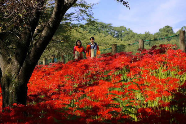 Công viên ngập tràn sắc đỏ hoa bỉ ngạn ở Nhật Bản