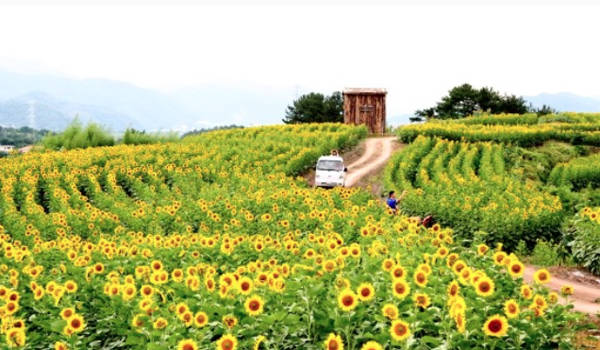 du lịch seoul, hàn quốc, khách sạn seoul, làng gangju, ba ngôi làng hoa hướng dương ngỡ như cổ tích ở hàn quốc