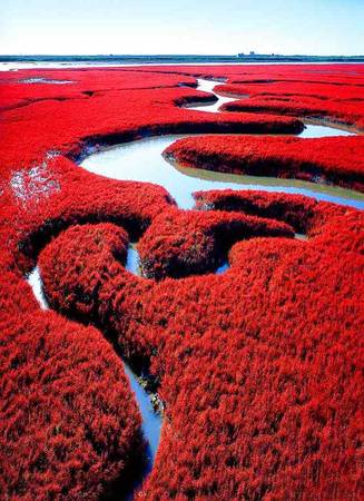 bãi biển đỏ, trung quốc, bãi biển đỏ đẹp như tranh khi thu sang