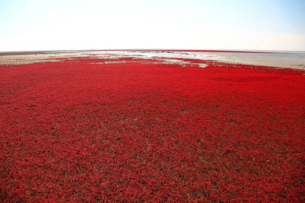 bãi biển đỏ, trung quốc, bãi biển đỏ đẹp như tranh khi thu sang