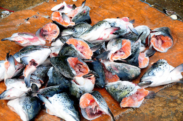 du lịch tphcm, ‘chợ chồm hỗm’ bán cá giá rẻ nhất sài gòn