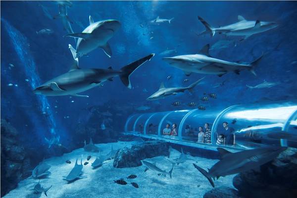 Ngắm thế giới đại dương kỳ thú ở S.E.A. Aquarium Singapore