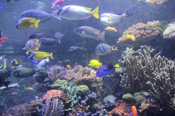 du lịch singapore, khách sạn singapore, s.e.a. aquarium singapore, tham quan singapore, thủy cung singapore, tour singapore, vui chơi singapore, đảo sentosa, điểm đến singapore, ngắm thế giới đại dương kỳ thú ở s.e.a. aquarium singapore
