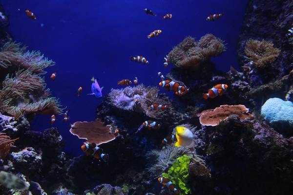 du lịch singapore, khách sạn singapore, s.e.a. aquarium singapore, tham quan singapore, thủy cung singapore, tour singapore, vui chơi singapore, đảo sentosa, điểm đến singapore, ngắm thế giới đại dương kỳ thú ở s.e.a. aquarium singapore