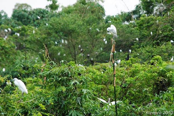 chùa dơi, chùa đất sét, cồn mỹ phước, 6 điểm đến hấp dẫn nhất định phải ghé thăm khi du lịch sóc trăng