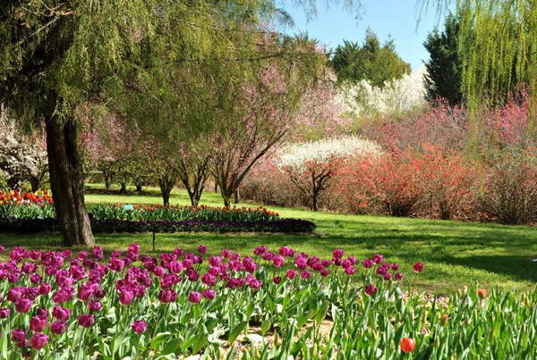 australia, du lịch australia, du lịch hà lan, du lịch úc, hoa tulip, lễ hội hoa floriade, mùa hoa tulip ở xứ sở chuột túi