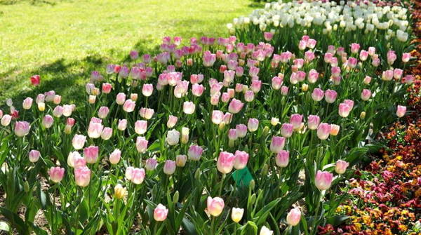 australia, du lịch australia, du lịch hà lan, du lịch úc, hoa tulip, lễ hội hoa floriade, mùa hoa tulip ở xứ sở chuột túi