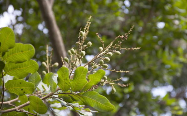 bạc liêu, bạc liêu, về miền nhãn cổ trăm năm