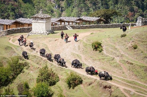 bộ tộc brokpa, du lịch bhutan, khám phá bhutan, người brokpa, bộ tộc chật vật giữ nếp sống cổ xưa ở bhutan