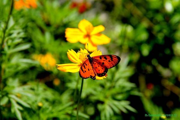 Mùa bướm bay rợp trời ở Cát Tiên