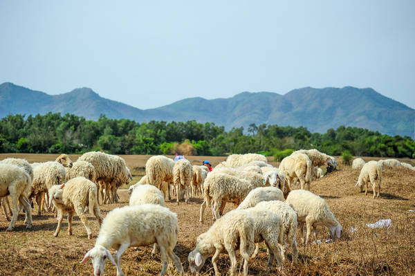 Đồng cừu Suối Nghệ – Địa chỉ chụp ảnh siêu ‘hot’ ở Vũng Tàu