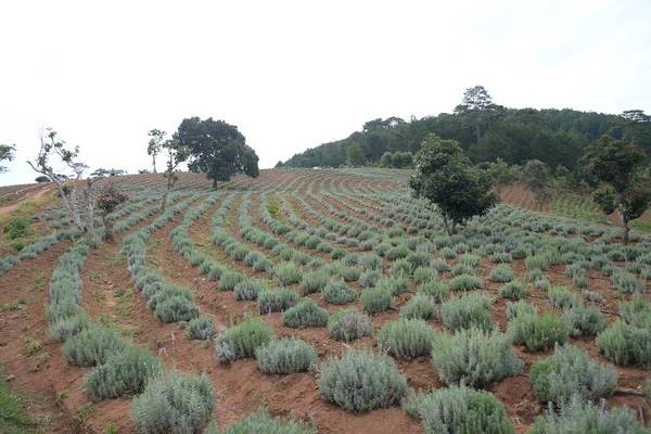cánh đồng hoa lavender, du lịch đà lạt, đà lạt, điểm đến đà lạt, phát hiện thêm cánh đồng hoa lavender tuyệt đẹp ở đà lạt