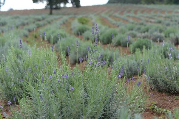 cánh đồng hoa lavender, du lịch đà lạt, đà lạt, điểm đến đà lạt, phát hiện thêm cánh đồng hoa lavender tuyệt đẹp ở đà lạt
