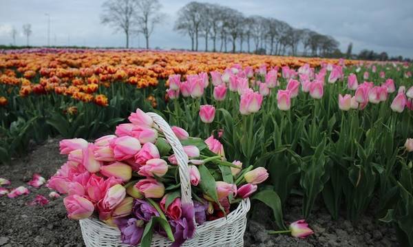 Cánh đồng hoa tulip đẹp như tranh ở Hà Lan