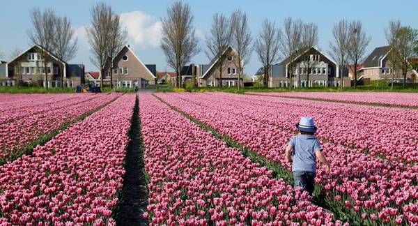 cánh đồng hoa tulip, du lịch hà lan, làng beemster, điểm đến hà lan, cánh đồng hoa tulip đẹp như tranh ở hà lan