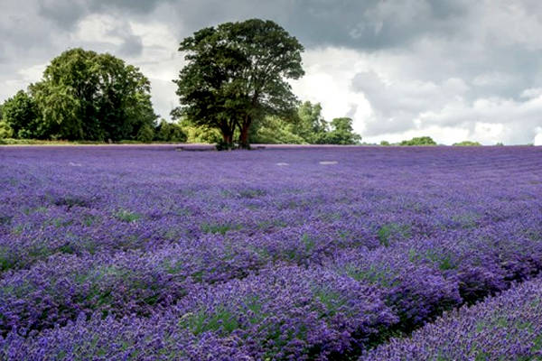 8 cánh đồng hoa oải hương nổi tiếng thế giới