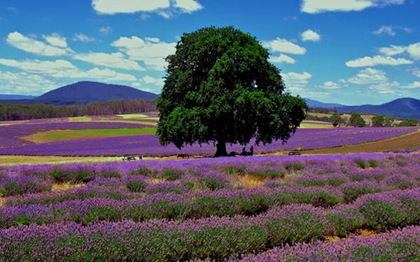 du lịch hè, du lịch pháp, mùa hoa lavender, 8 cánh đồng hoa oải hương nổi tiếng thế giới