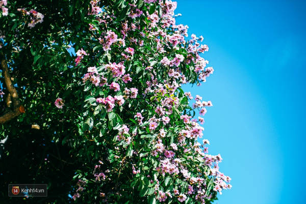 du lịch hè, hà nội, hoa bằng lăng, hoa phượng vĩ, chùm ảnh: 4 thứ hoa thật đẹp của tháng 6 hà nội!