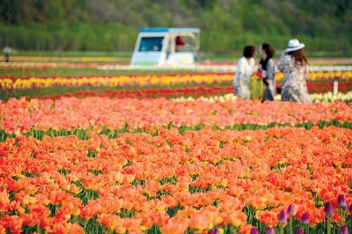 bắc hải đạo, du lịch sapporo, hoa chi anh, hoa tulip ở kami yubetsu, nhật bản, mê mẩn ngắm hoa trên bắc hải đạo