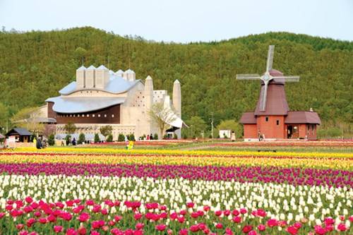 bắc hải đạo, du lịch sapporo, hoa chi anh, hoa tulip ở kami yubetsu, nhật bản, mê mẩn ngắm hoa trên bắc hải đạo