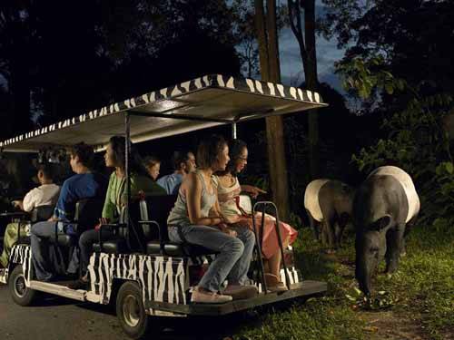du lịch gia đình, du lịch hè, du lịch singapore, khách sạn singapore, singapore, singapore zoo, 5 sở thú ở singapore khiến trẻ em thích mê