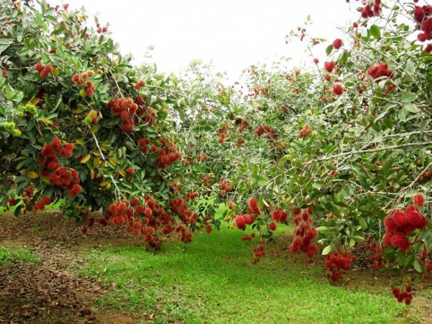 du lịch hè, địa chỉ 8 vườn trái cây ở miền nam bạn phải ghé thăm mùa hè này