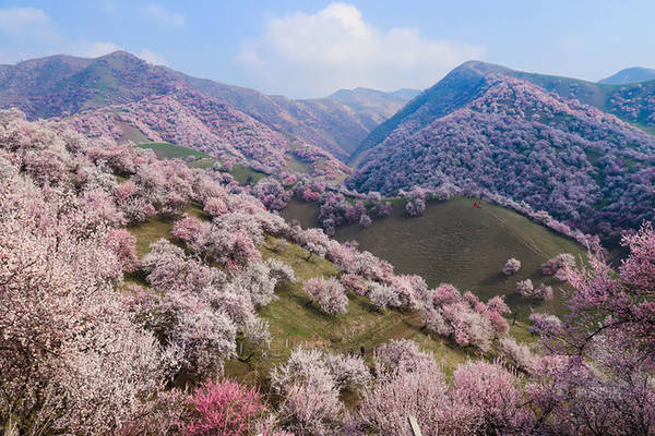Hoa mai phủ hồng thảo nguyên ở Tân Cương