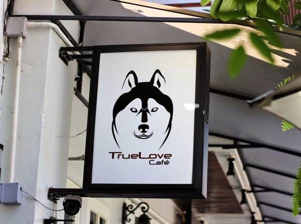 du lịch bangkok, khách sạn bangkok, quán cà phê bangkok, quán true love, tour du lịch bangkok, quán cà phê khiến tín đồ yêu chó tan chảy