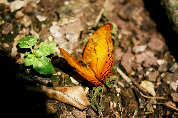 bay theo cánh bướm rừng cúc phương