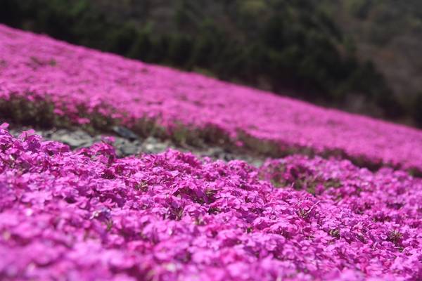 Du lịch Yamanashi ‘lạc lối’ giữa cánh đồng hoa Shibazakura rực rỡ