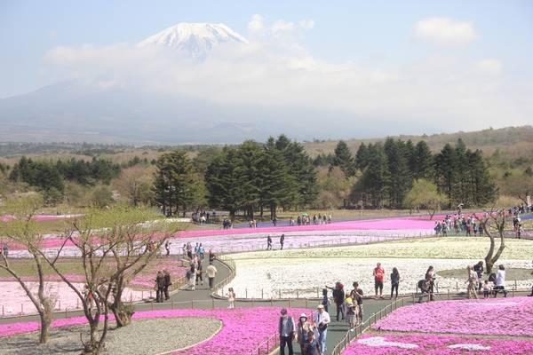 cảnh đẹp yamanashi, du lịch yamanashi, hoa chi anh, lễ hội hoa shibazakura, tour nhật bản, du lịch yamanashi ‘lạc lối’ giữa cánh đồng hoa shibazakura rực rỡ