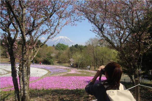 cảnh đẹp yamanashi, du lịch yamanashi, hoa chi anh, lễ hội hoa shibazakura, tour nhật bản, du lịch yamanashi ‘lạc lối’ giữa cánh đồng hoa shibazakura rực rỡ