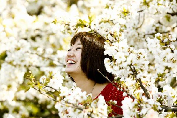Người dân Nhật Bản náo nức ngắm hoa anh đào