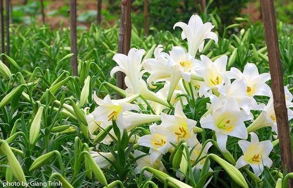 hà nội, hoa loa kèn, vườn hoa loa kèn nở bung trắng muốt